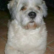 Photo de Lhassa apso