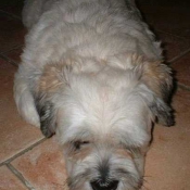 Photo de Lhassa apso