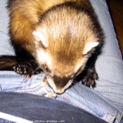 Photo de Furet