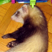 Photo de Furet