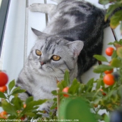 Photo de British shorthair