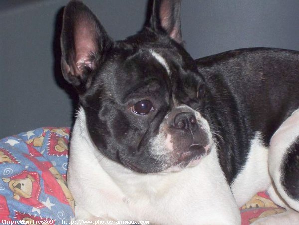 Photo de Bouledogue franais