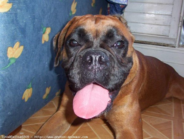 Photo de Boxer