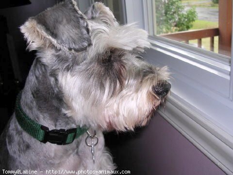 Photo de Schnauzer gant