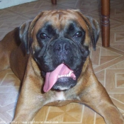 Photo de Boxer