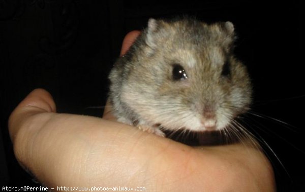 Photo de Hamster