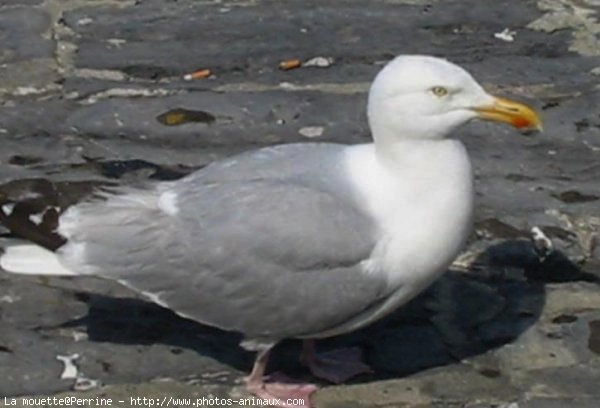 Photo de Mouette