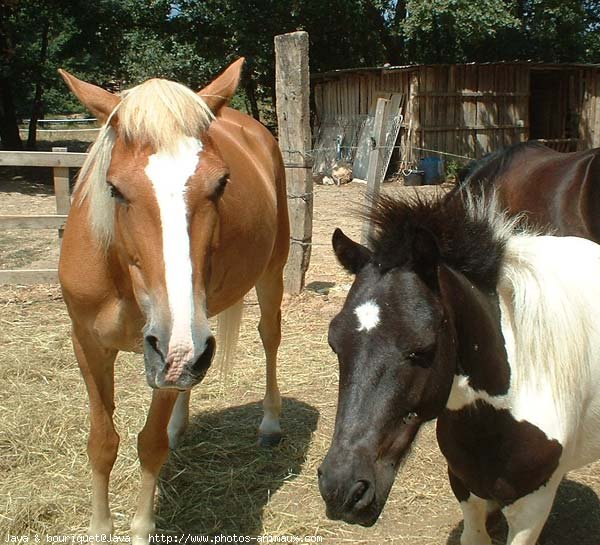 Photo de Races diffrentes