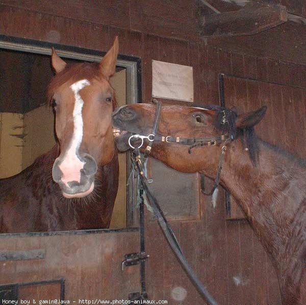 Photo de Races diffrentes