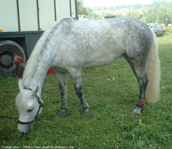 Photo de Poney franais de selle