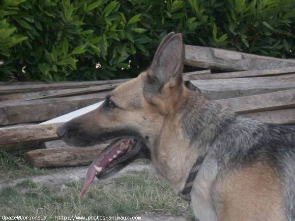 Photo de Berger allemand  poil court