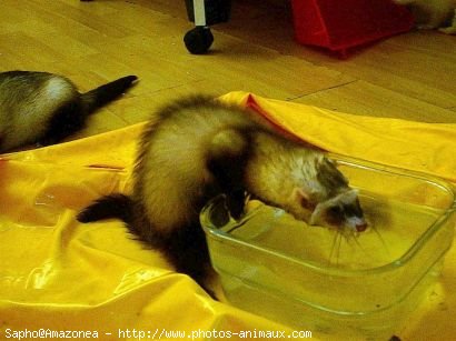 Photo de Furet