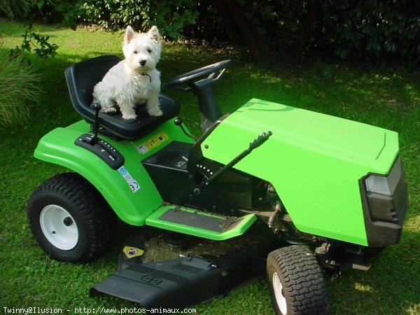 Photo de West highland white terrier