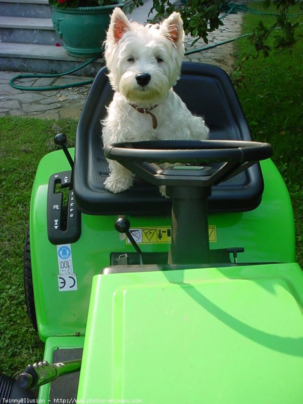 Photo de West highland white terrier