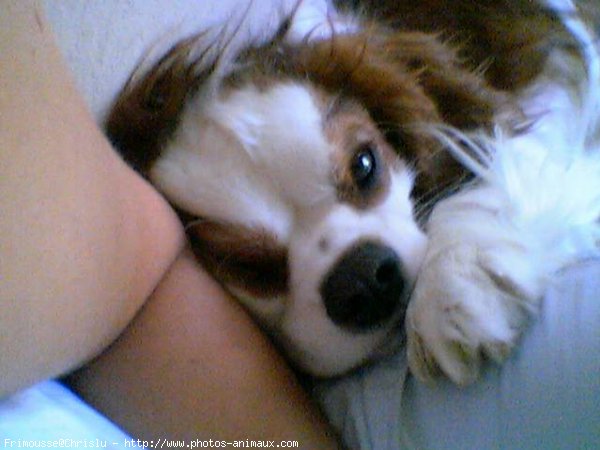 Photo de Cavalier king charles spaniel