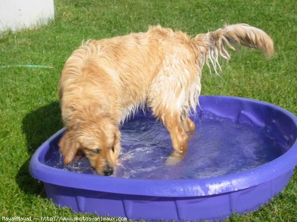 Photo de Golden retriever