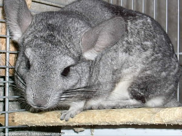 Photo de Chinchilla