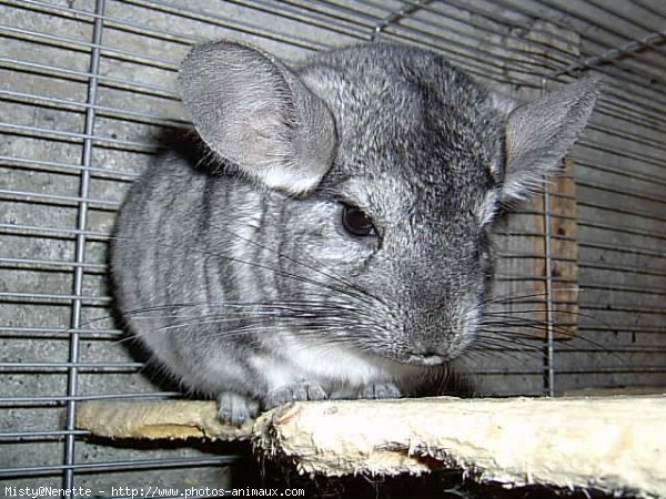 Photo de Chinchilla