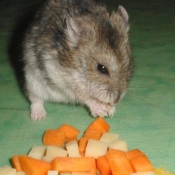 Photo de Hamster