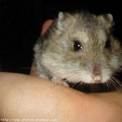 Photo de Hamster