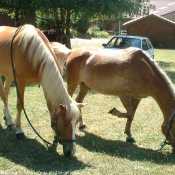 Photo de Races diffrentes