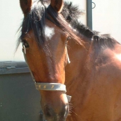 Photo de Poney franais de selle