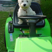 Photo de West highland white terrier