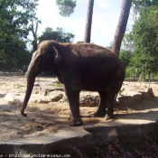 Photo d'Elphant d'asie