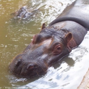 Photo de Hippopotame