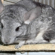 Photo de Chinchilla