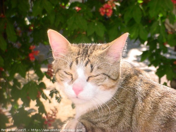 Photo de Chat domestique