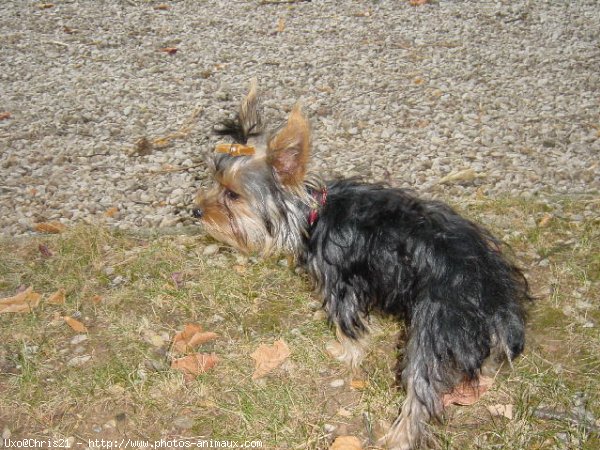 Photo de Yorkshire terrier