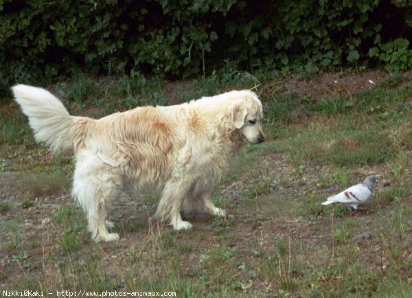 Photo de Golden retriever