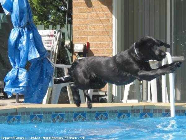 Photo de Labrador retriever