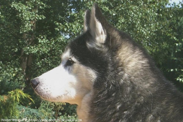 Photo de Husky siberien