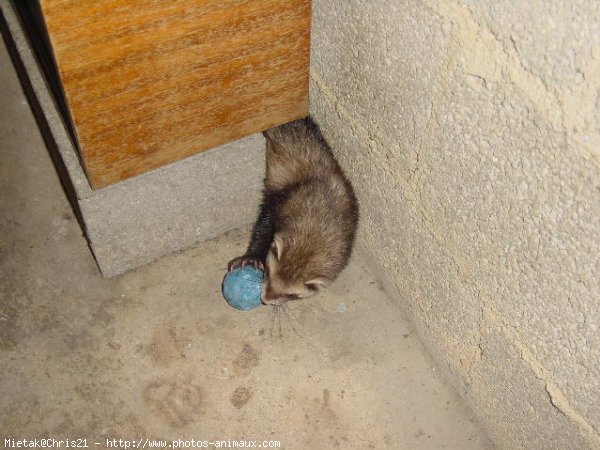 Photo de Furet