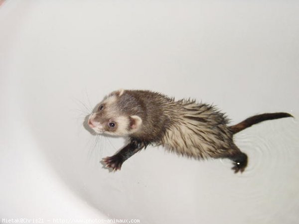 Photo de Furet