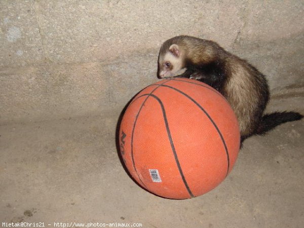 Photo de Furet