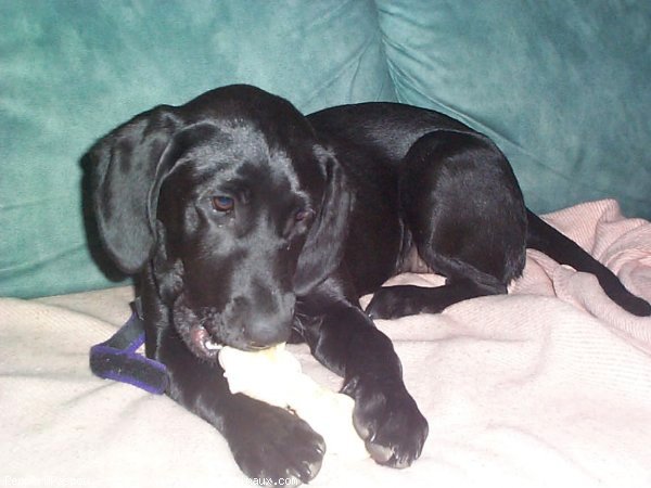 Photo de Labrador retriever