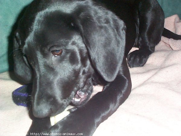 Photo de Labrador retriever