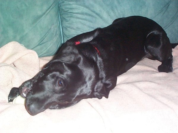 Photo de Labrador retriever