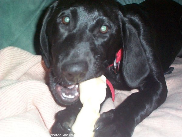 Photo de Labrador retriever