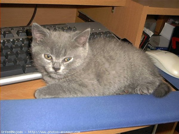 Photo de Chartreux