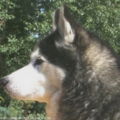 Photo de Husky siberien