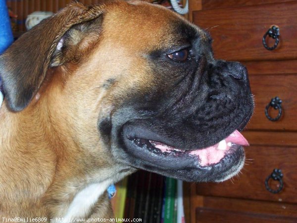 Photo de Boxer