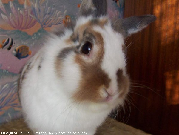 Photo de Lapin