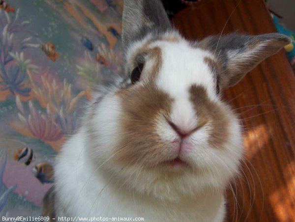 Photo de Lapin