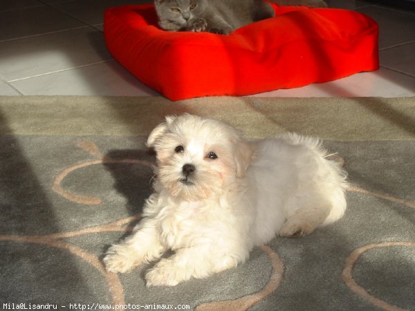 Photo de Bichon maltais