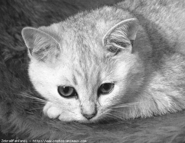 Photo de British shorthair