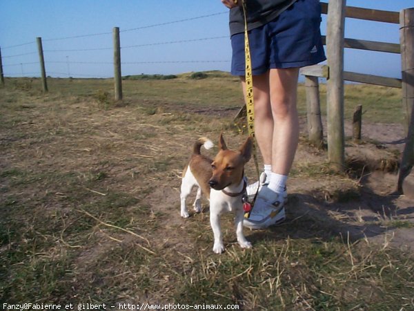 Photo de Jack russell terrier